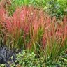 red Japanese blood grass