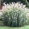Japanese silver grass