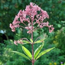 pink joe pye weed flower