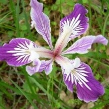 purple Oregon iris flower