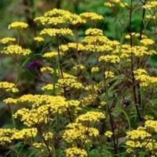 yellow patrinia flower