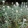 white pearly everlasting flowers