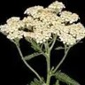 white yarrow flower