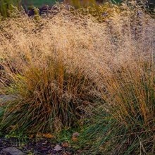 tan tufted hair grass