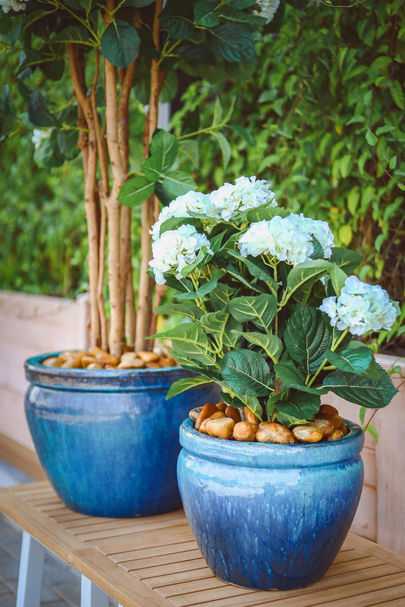 Plants in containers