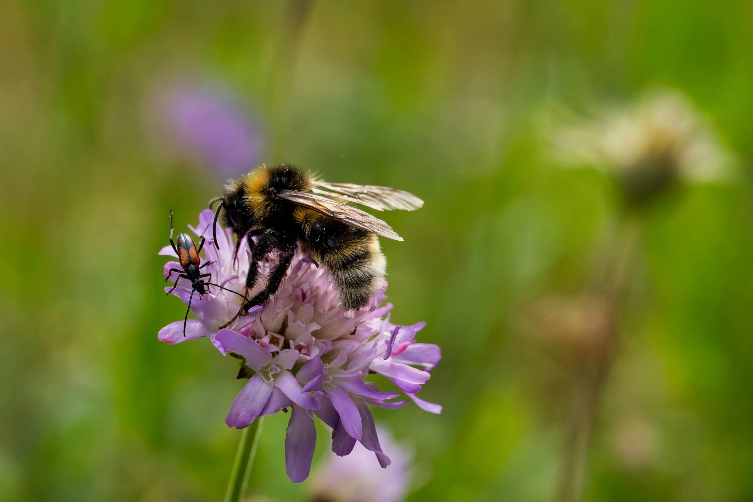 Bee and insect on a flower