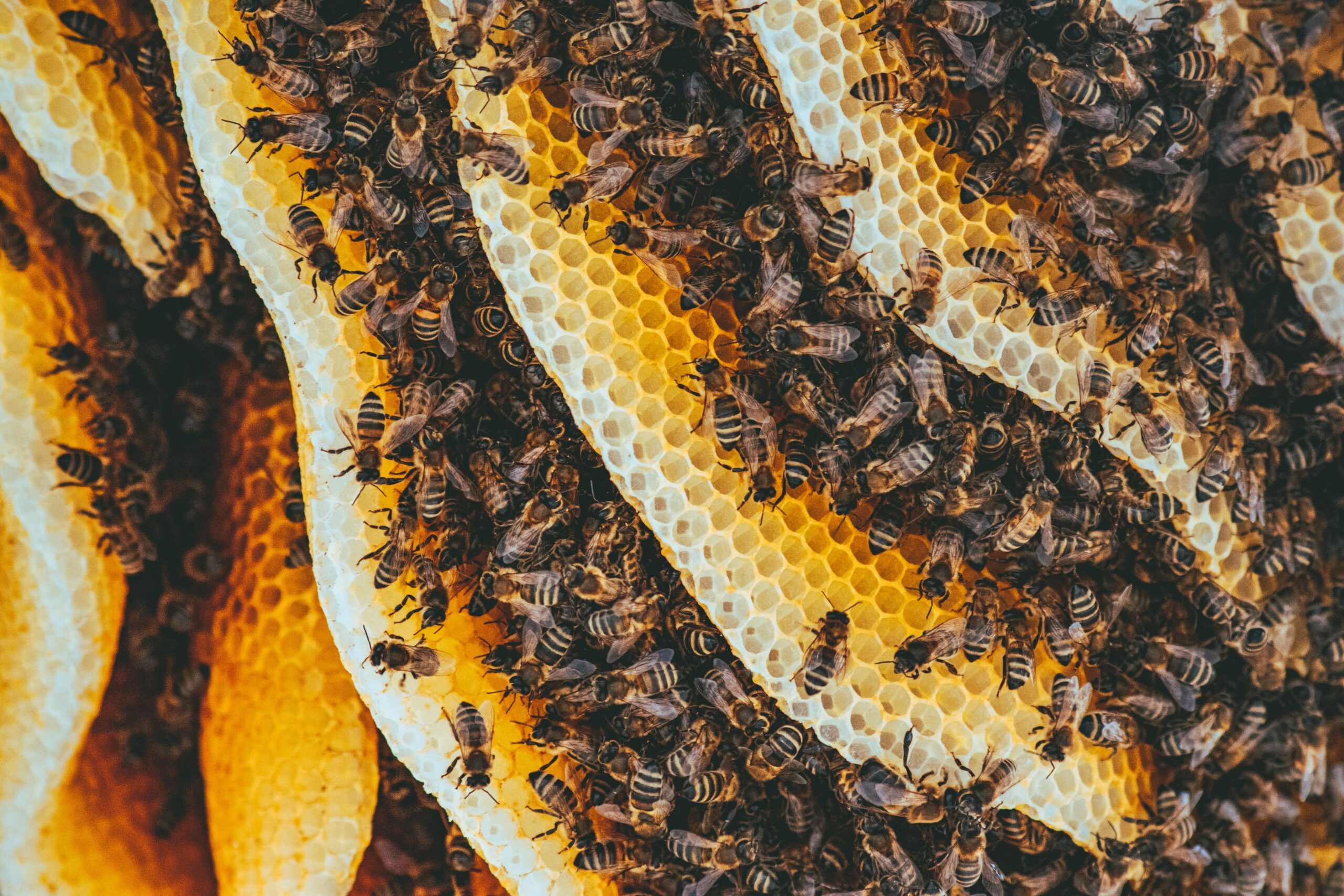 Bees in a beehive