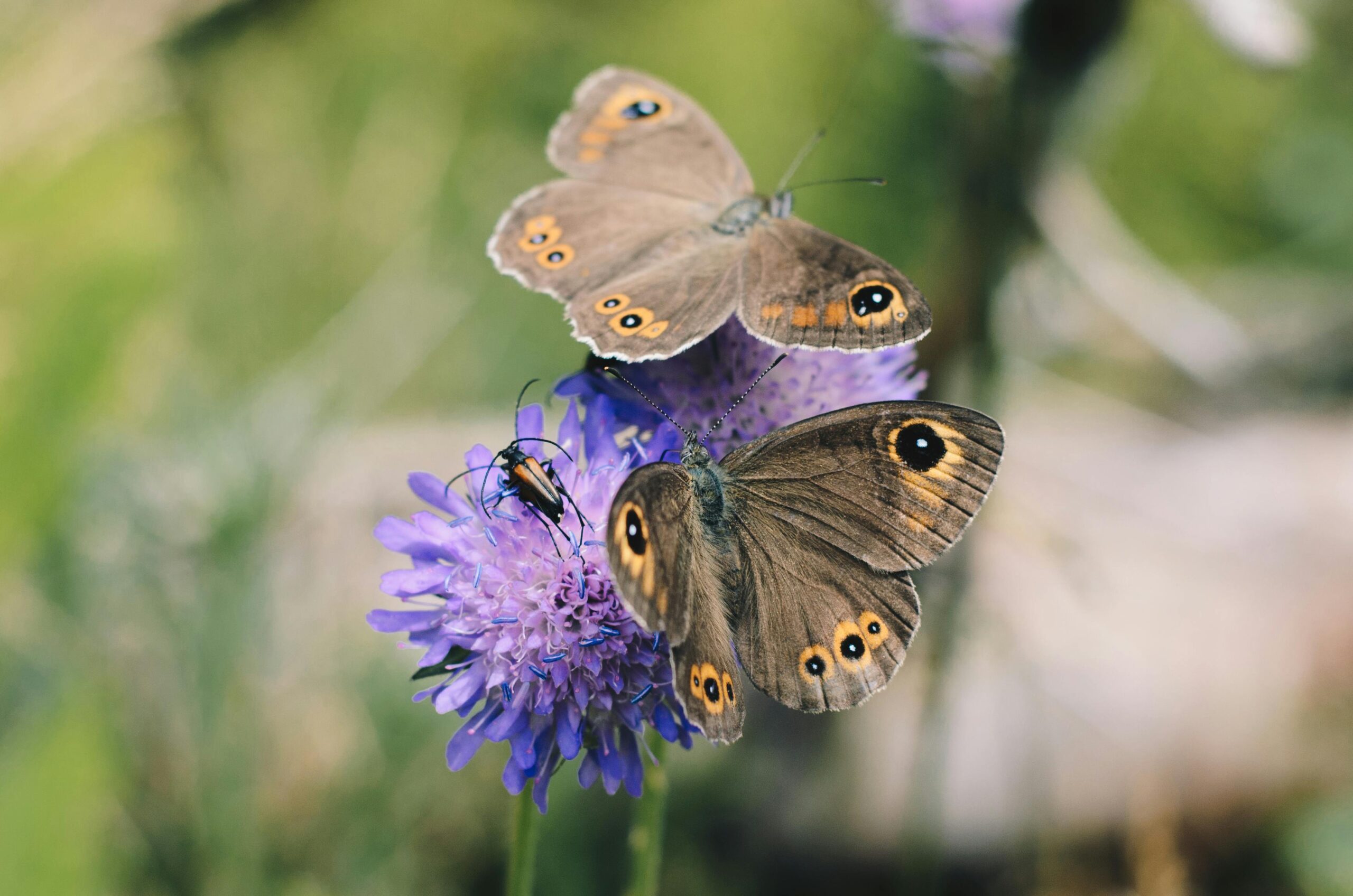 Multiple butterflies on a Flower