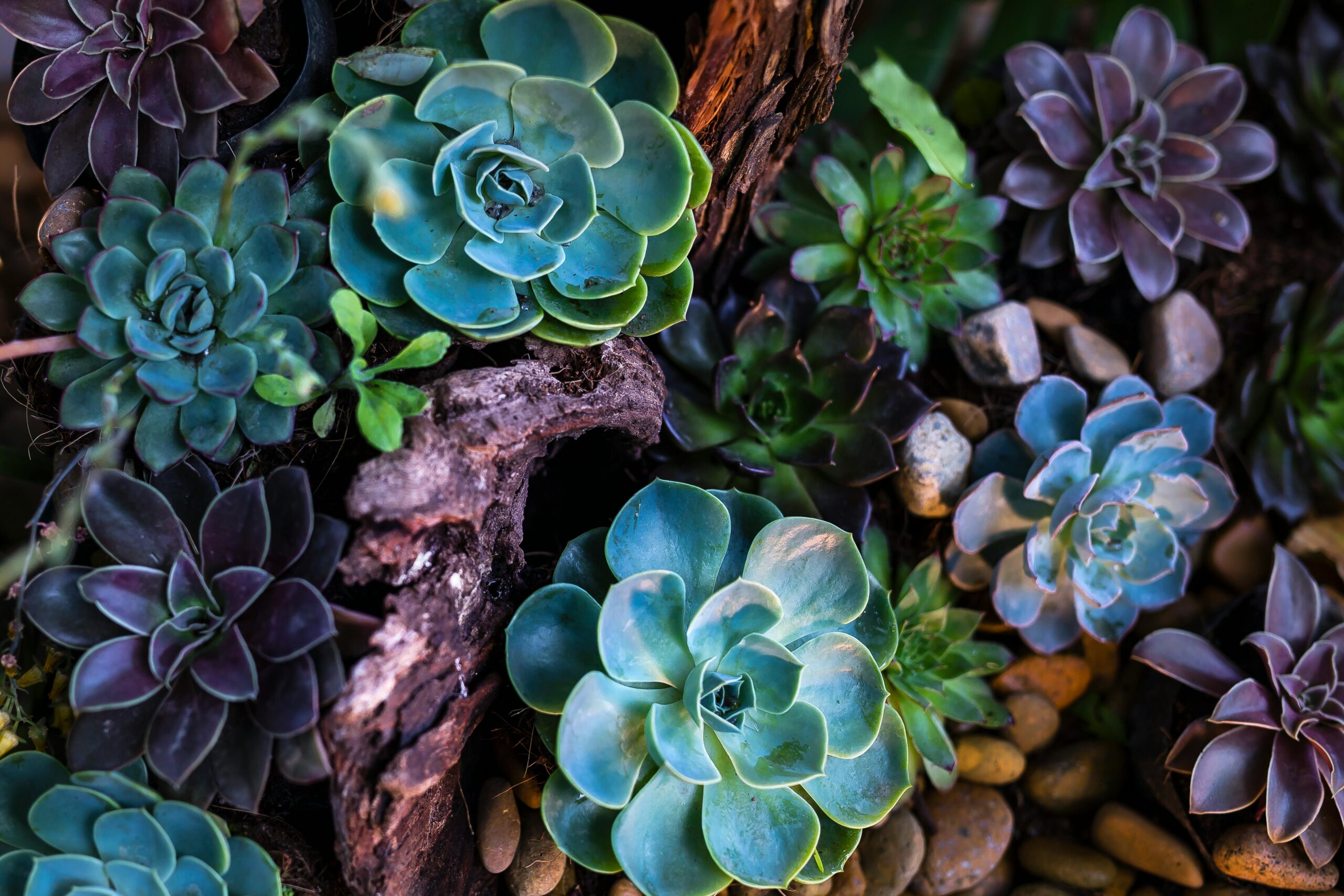 Multiple succulents on bark