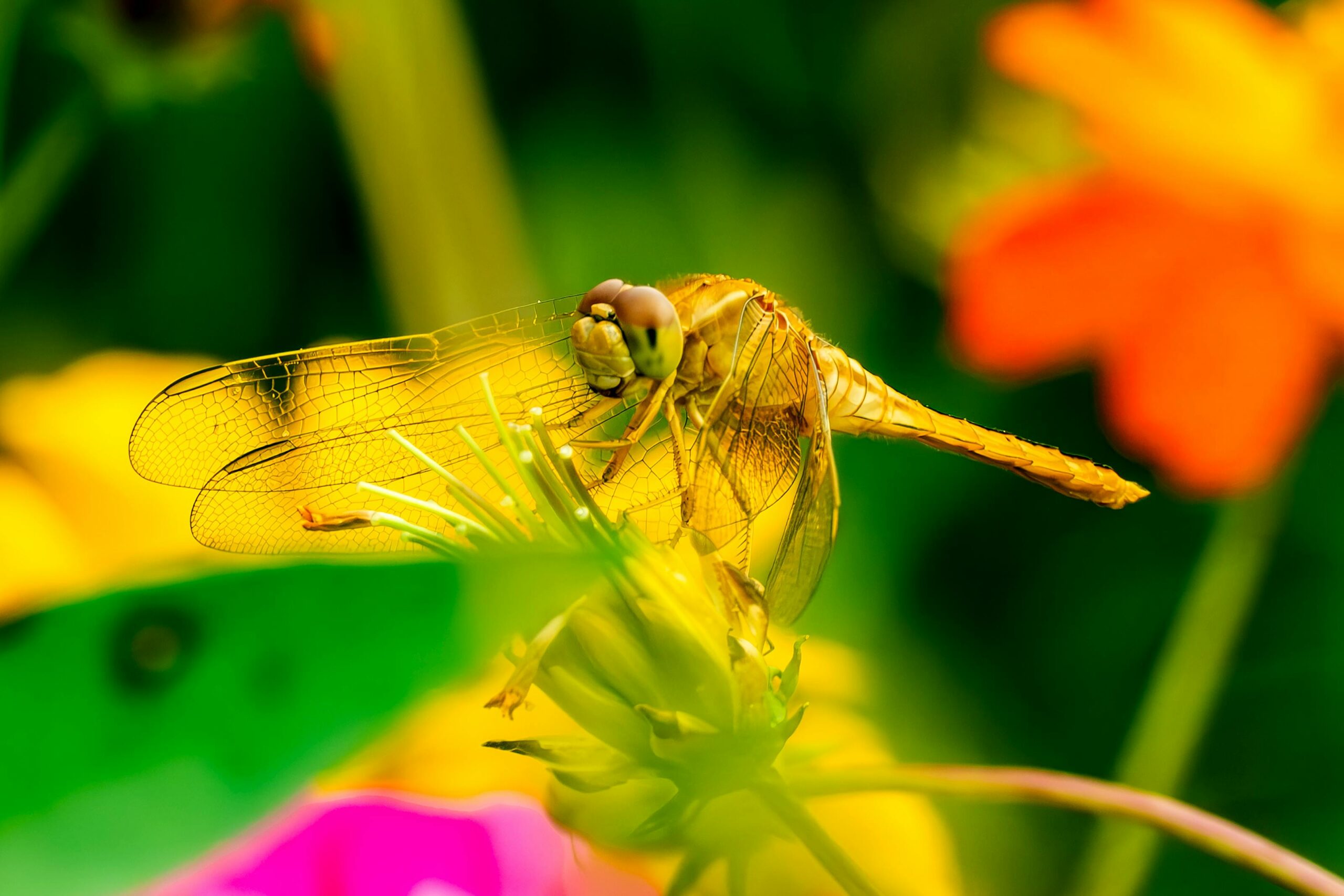 Dragonfly on a flower