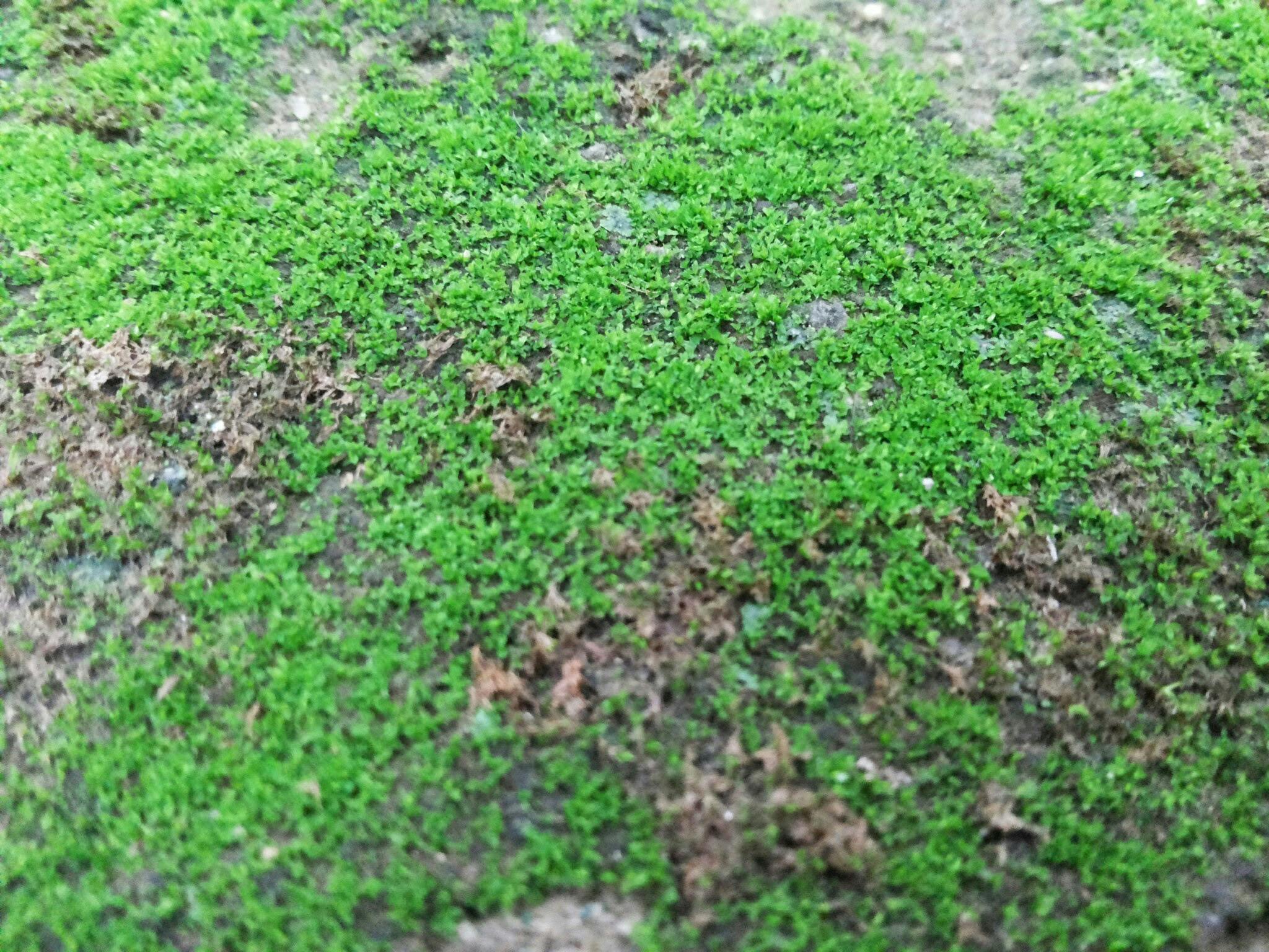 Patchy groundcover over soil