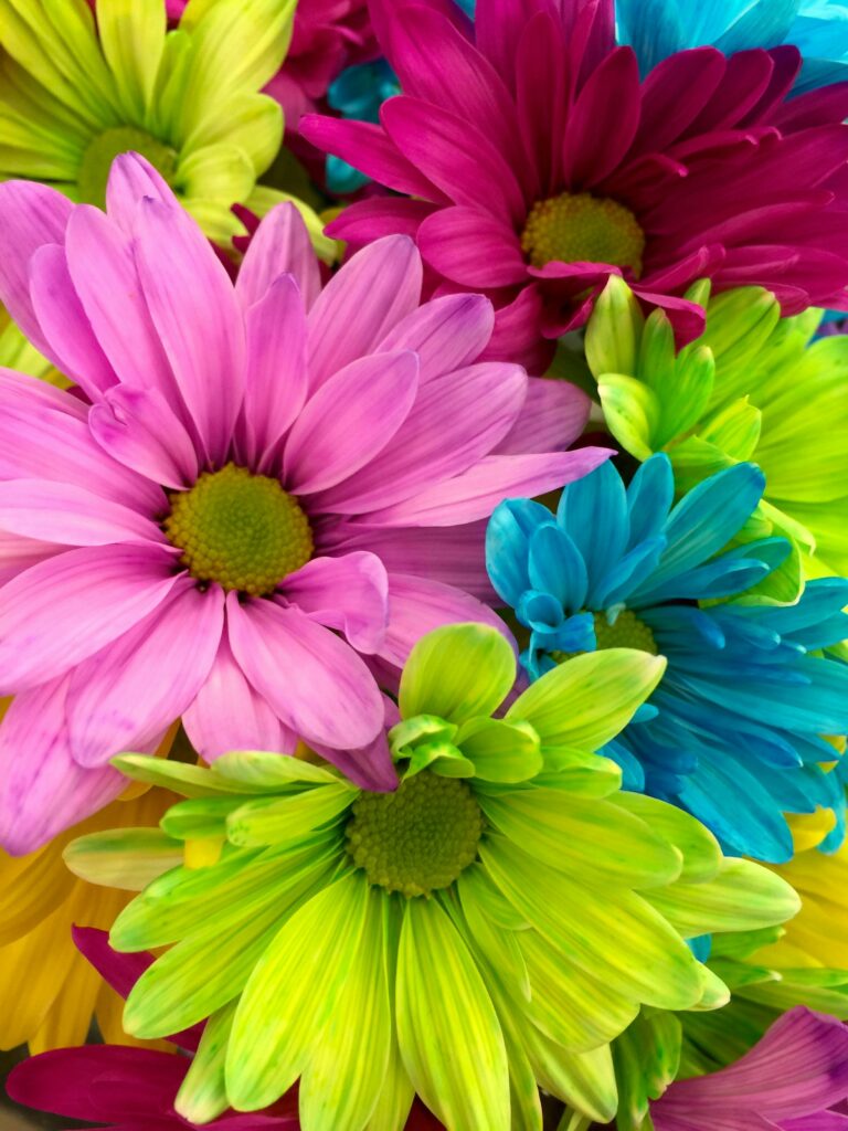 a bunch of multi-colored flowers