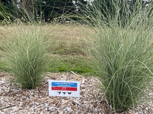 Two Japanese Silver Grass plants with sign