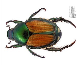 Japanese Beetle