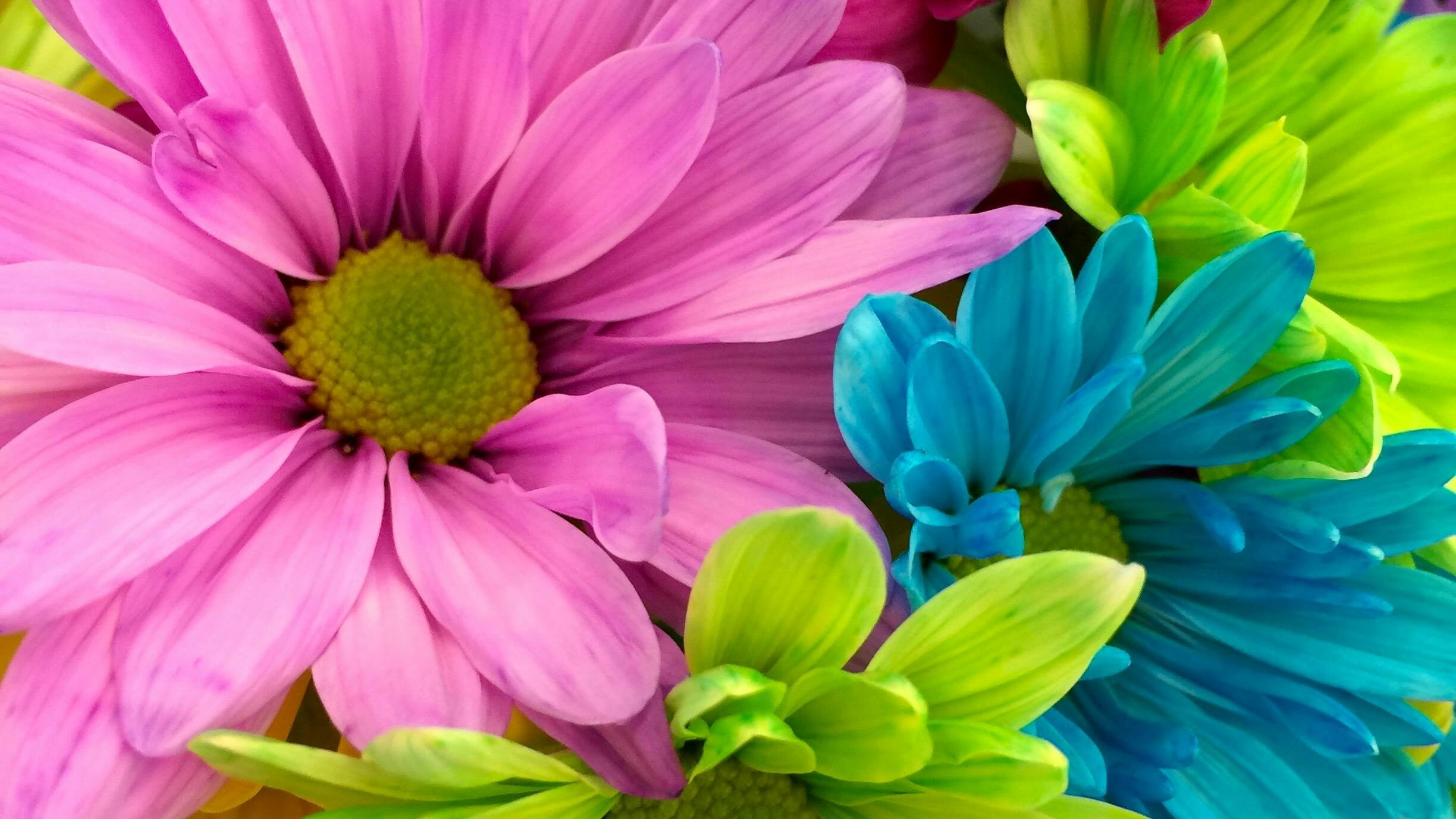 a bunch of multi-colored flowers