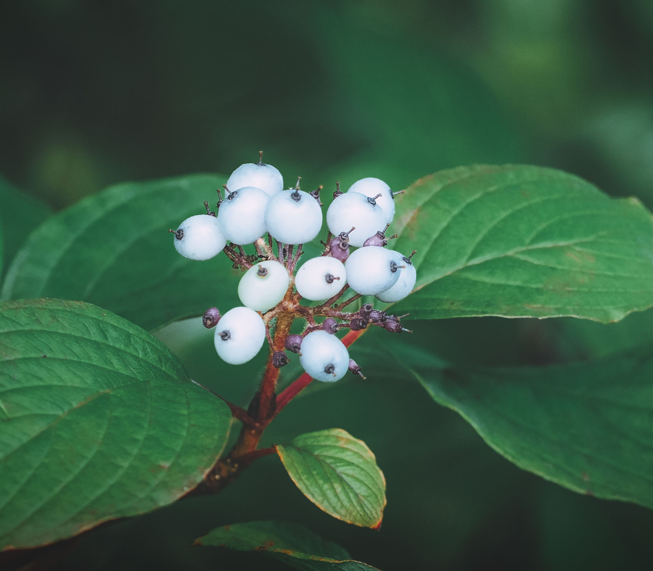 This is the plant Snowberry