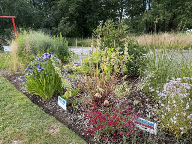 Border with Japanese native irises and dianthus blooming