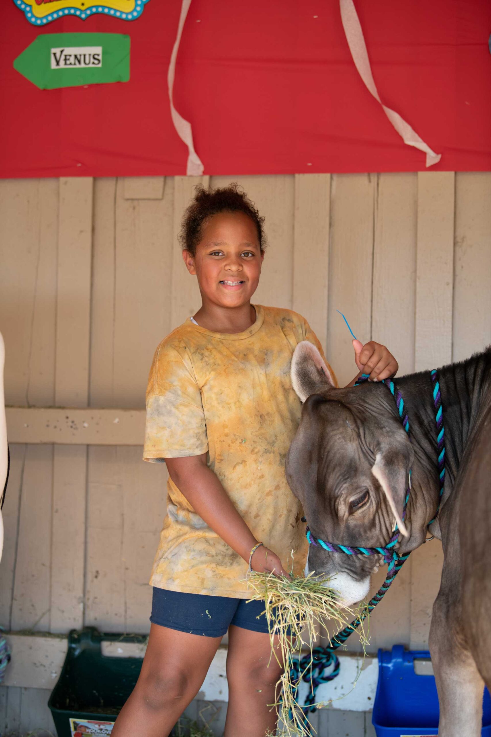 4-h member feeding hay to a cow.
