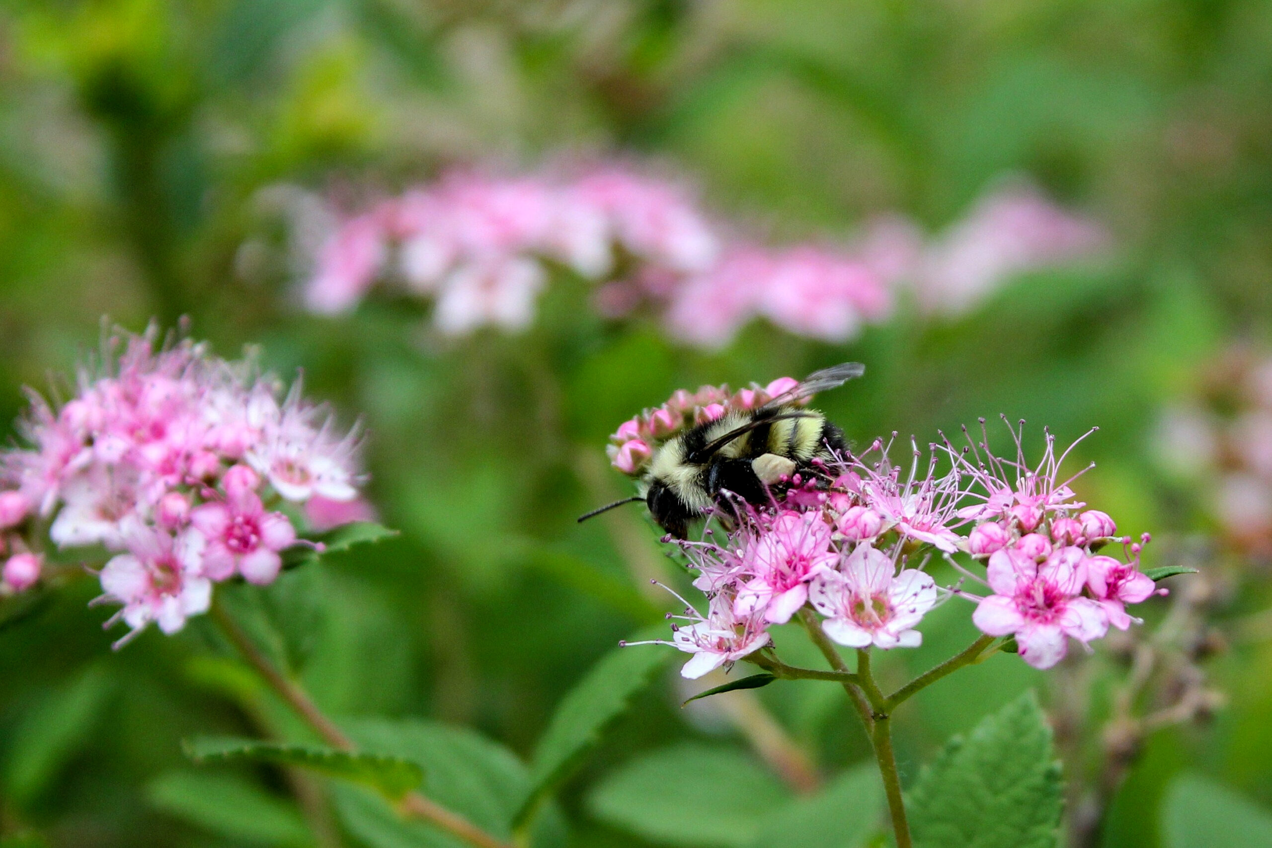 Bumblebee on spirea.