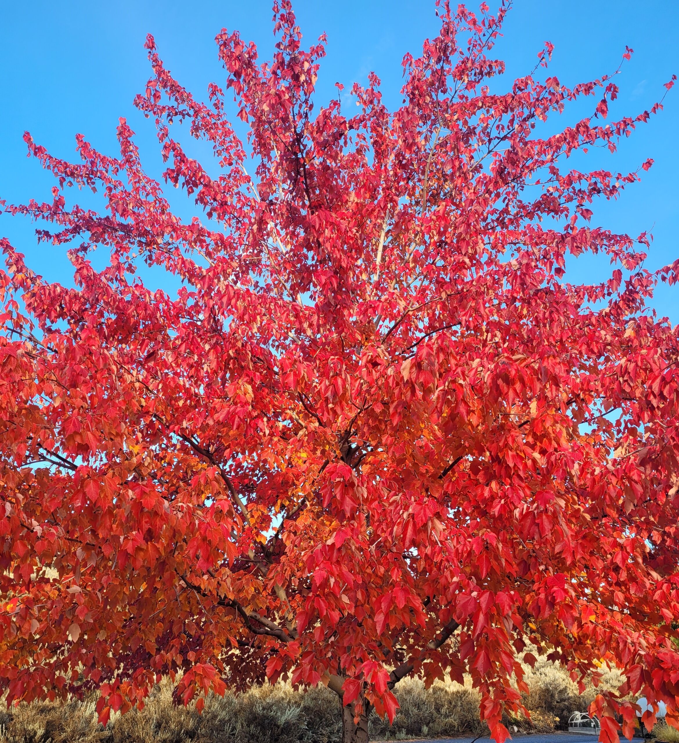 Maple tree in fall.