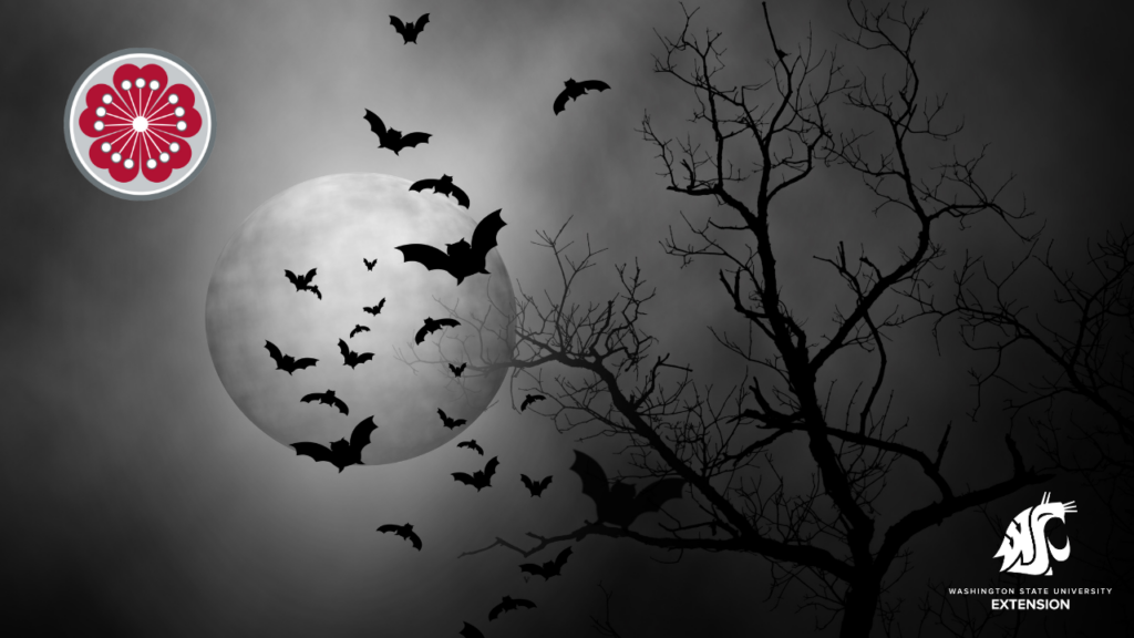 Bats zoom background