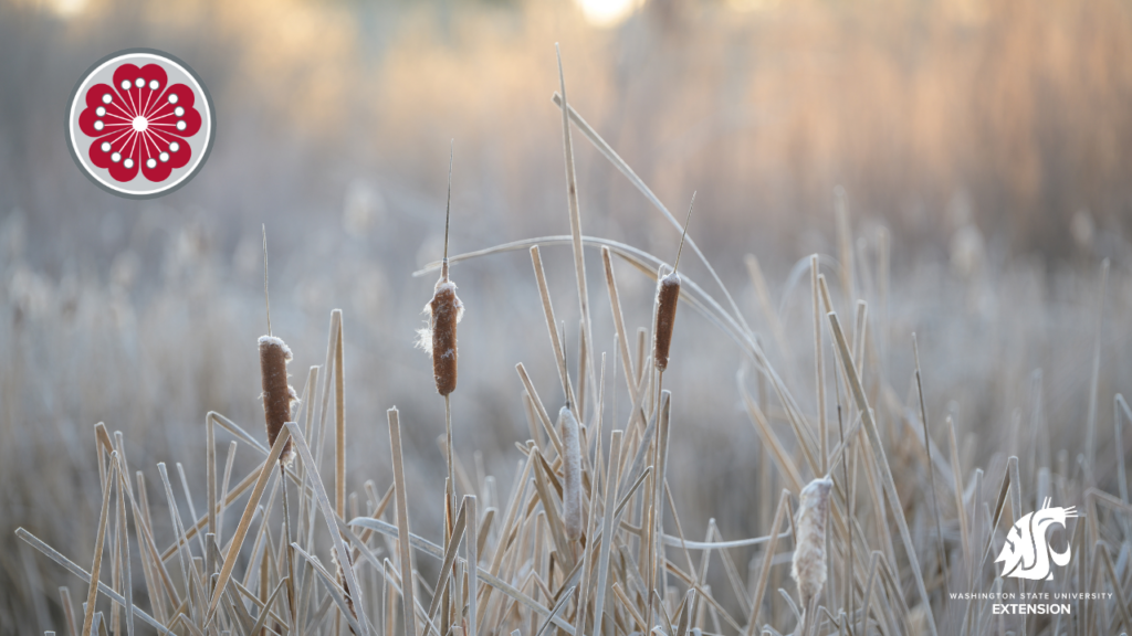 Cattails background
