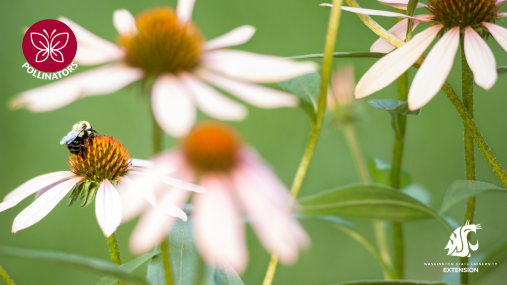 Bee on cone flower