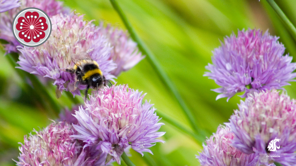 Bee on chives