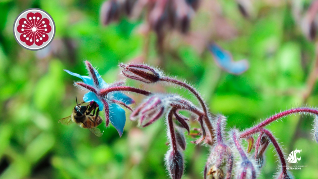 Bee on blue flower