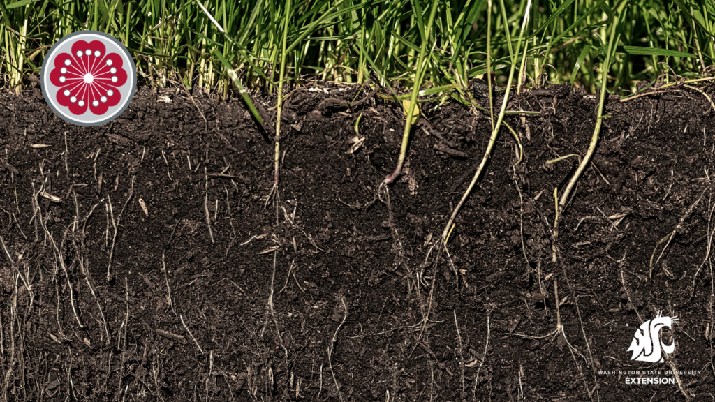 Soil beneath grass