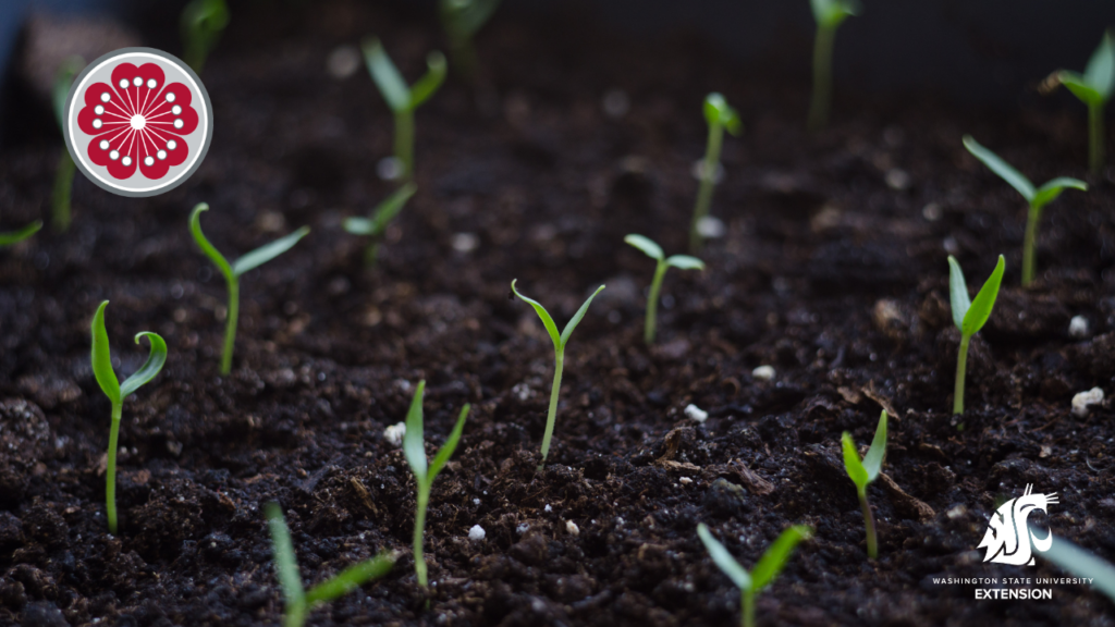 Seedlings in heathy soil