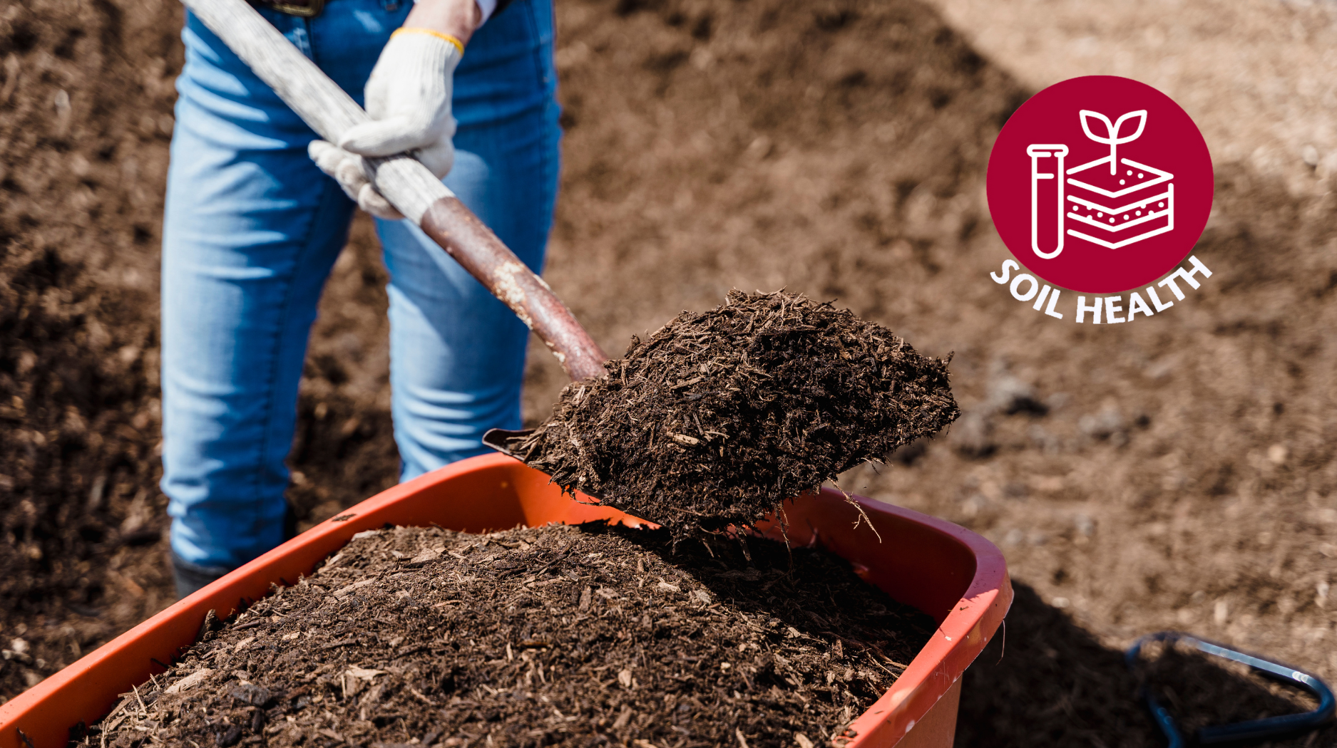 Person shoveling soil into wheelbarrow
