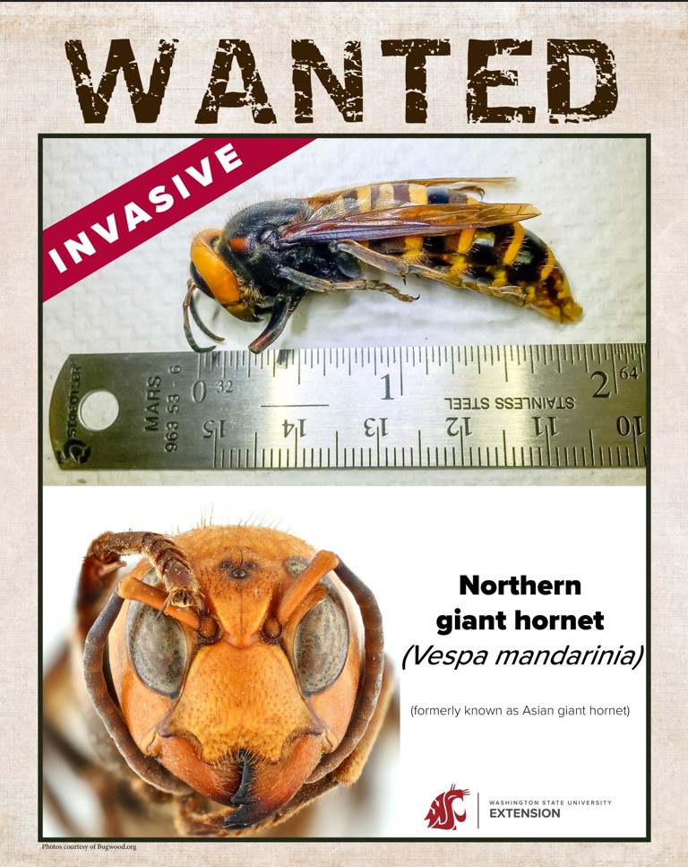 Local food poster thumbnail