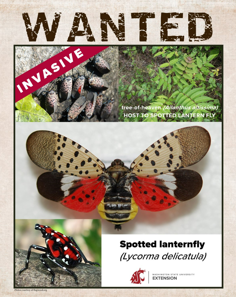 Local food poster thumbnail