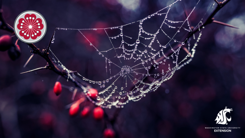 Zoom background- spider web with dew drops.