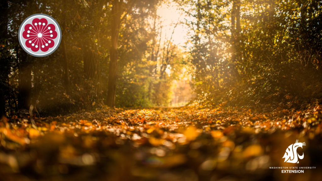 Zoom background of leaves on a forest trail.