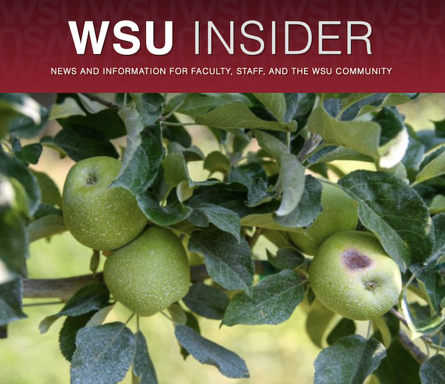 Apples on the tree with sun scald