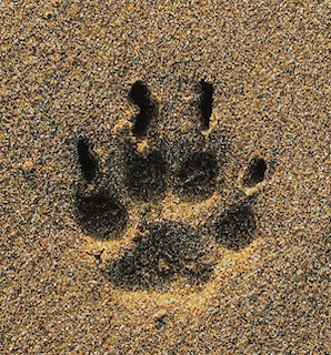 Cat paw print in sand