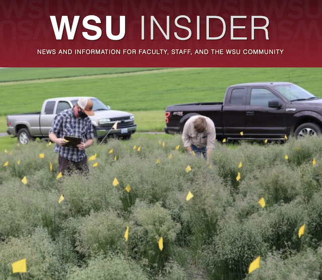 WSU researchers in field of grass gone to seed