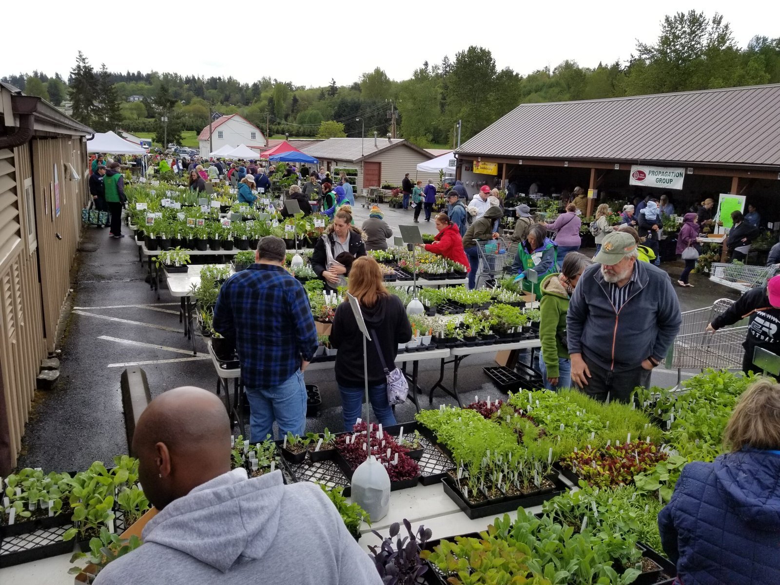 Shoppers at a plant sale