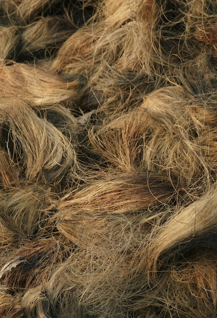 Closeup of coconut coir