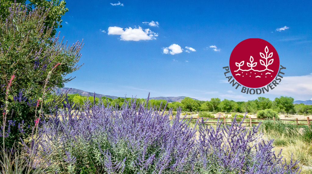 Field with trees and purple flowers.