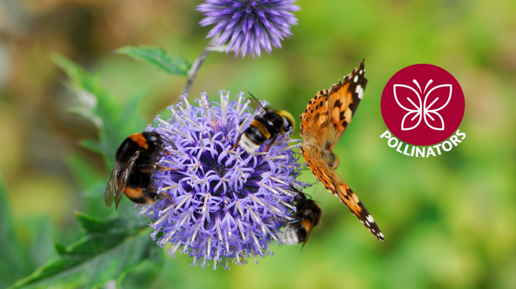 Bees and butterfly on a purple flower.