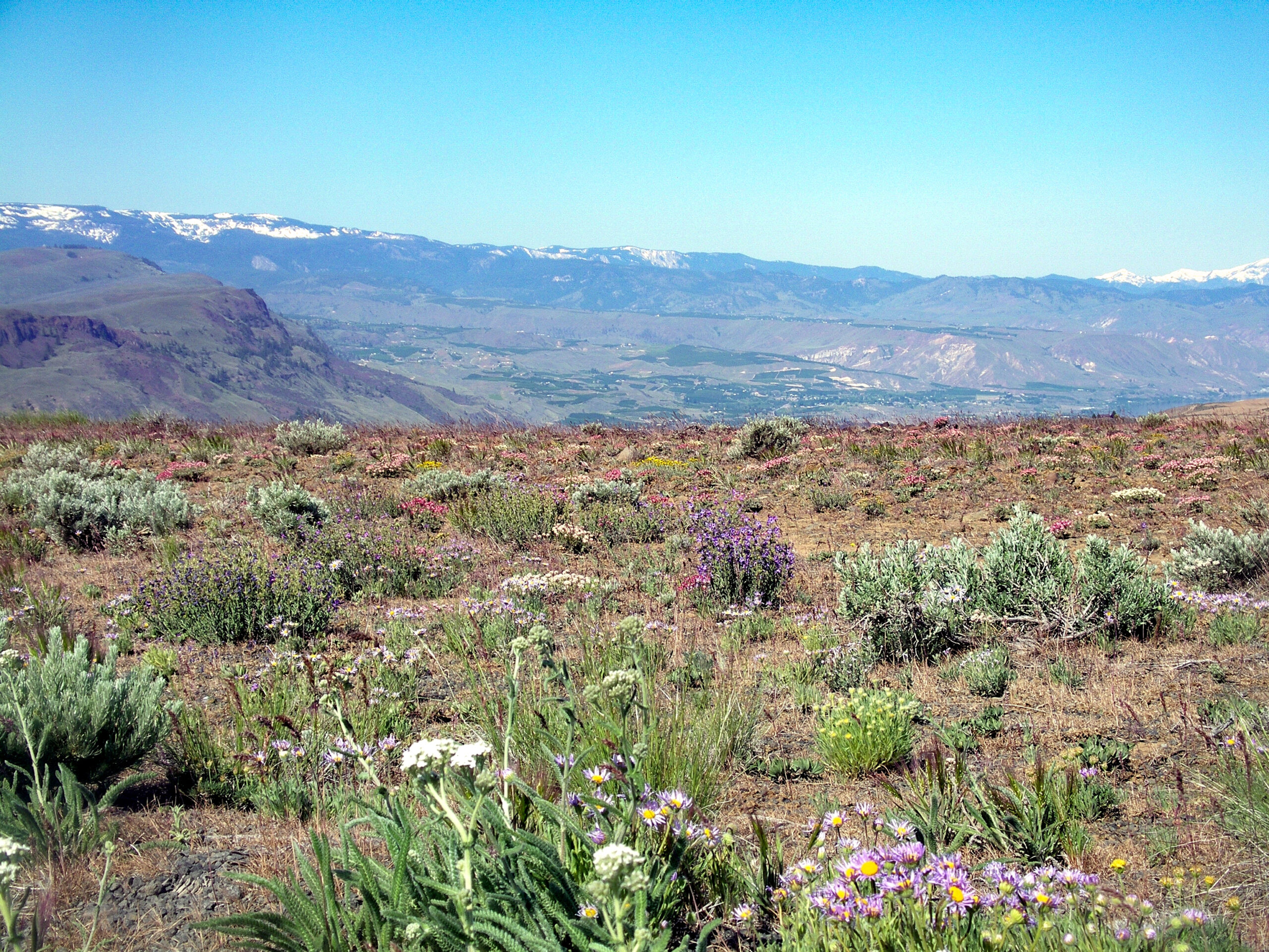 View with wildflowers