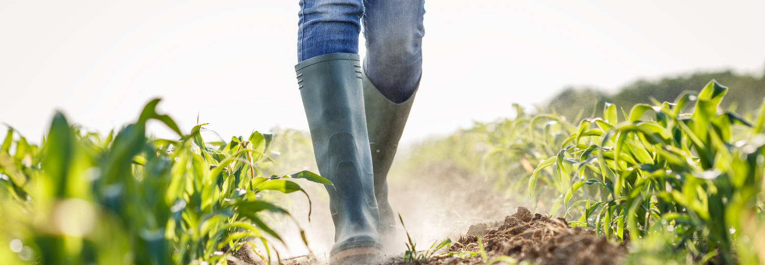 Woman in boots walking through a field of corn.