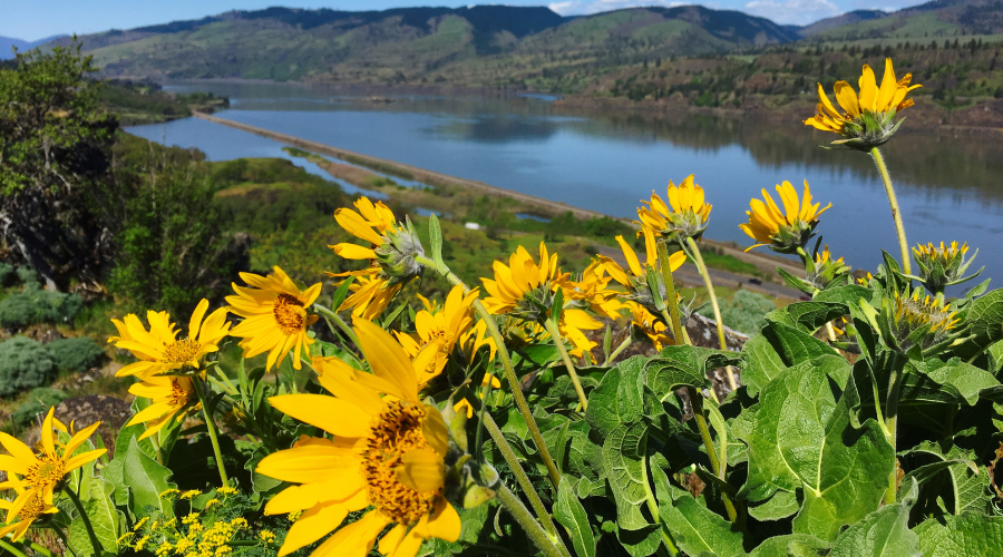 Columbia River with balsam root flowers in the forground.