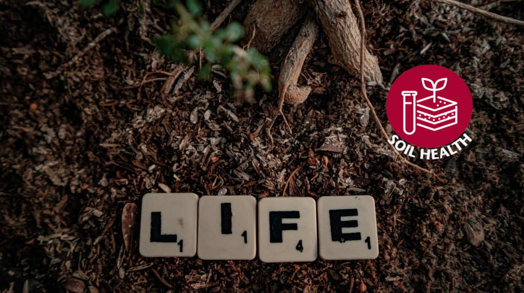 Healthy soil with tiles that spell out life.