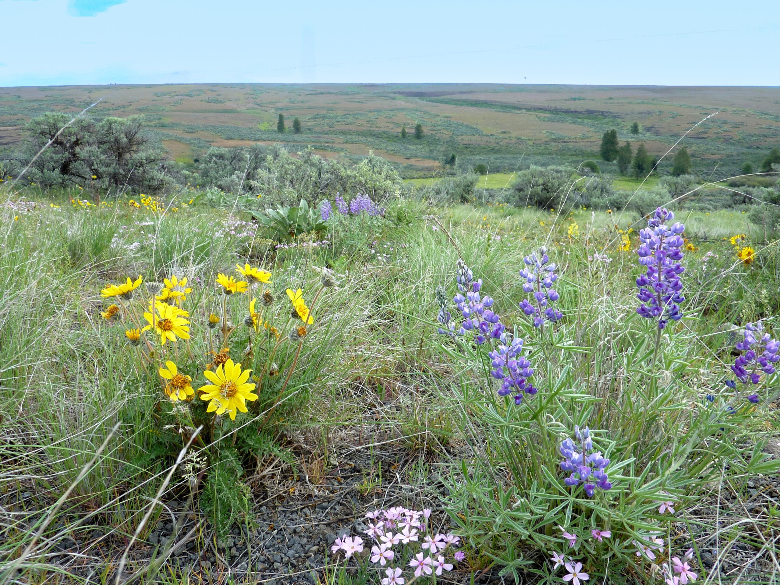Wildflowers on the Waterville Plateau in Eastern Washington