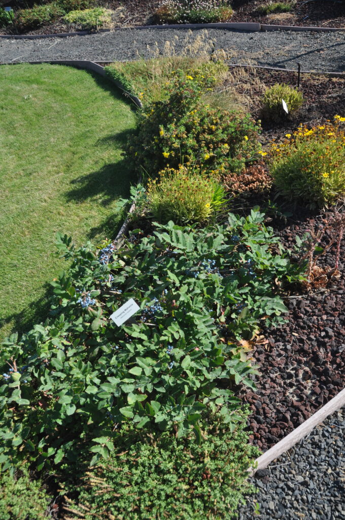 Plants in a firewise demonstration garden.