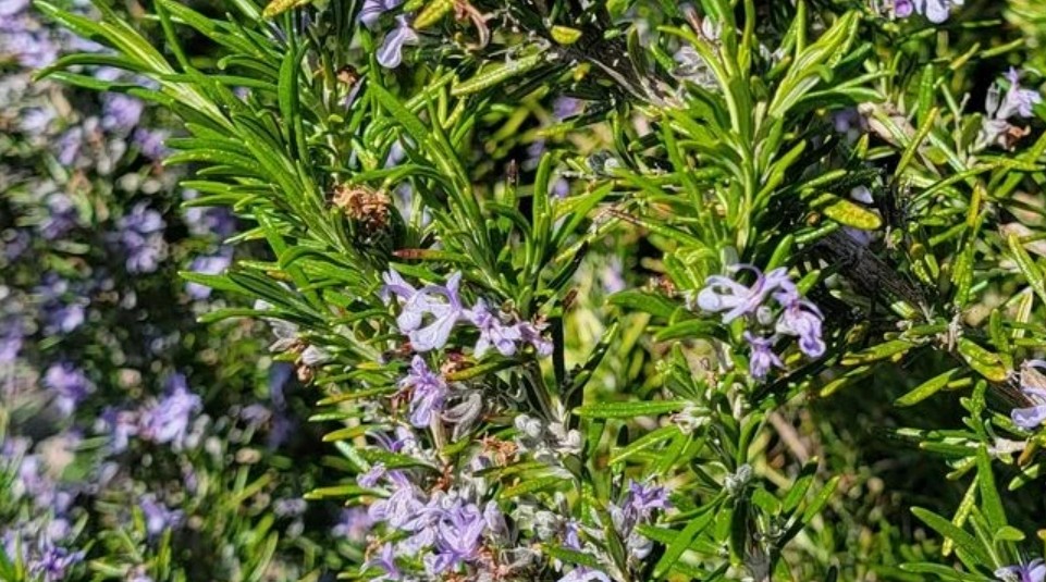 Bee on rosemary plant.